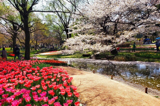 昭和記念公園の桜(花見)スポット｜渓流広場