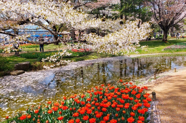 昭和記念公園の桜(花見)スポット｜渓流広場