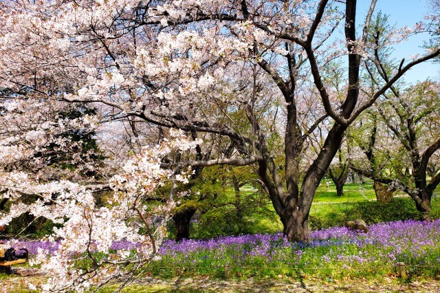 昭和記念公園の桜(花見)スポット｜渓流広場