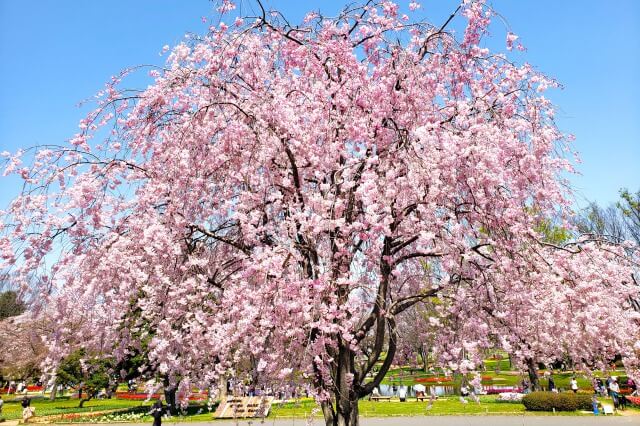 昭和記念公園の桜(花見)スポット｜ハーブの丘