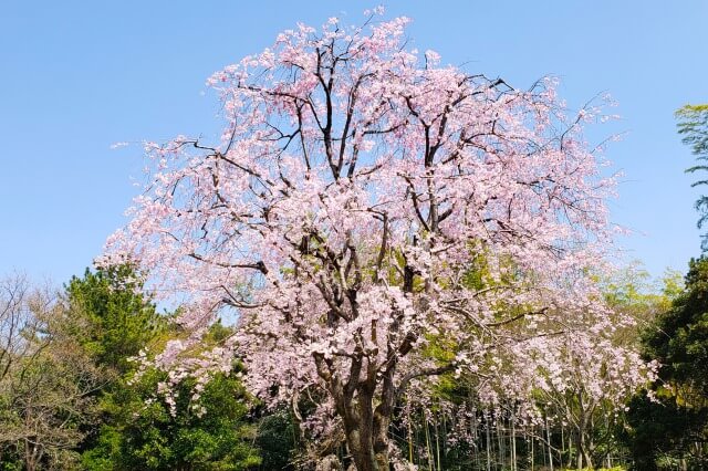 昭和記念公園の桜(花見)スポット｜日本庭園