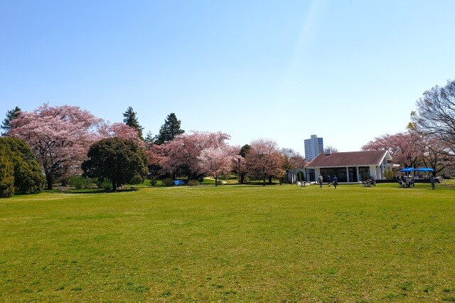 昭和記念公園の桜(花見)スポット｜ふれあい広場