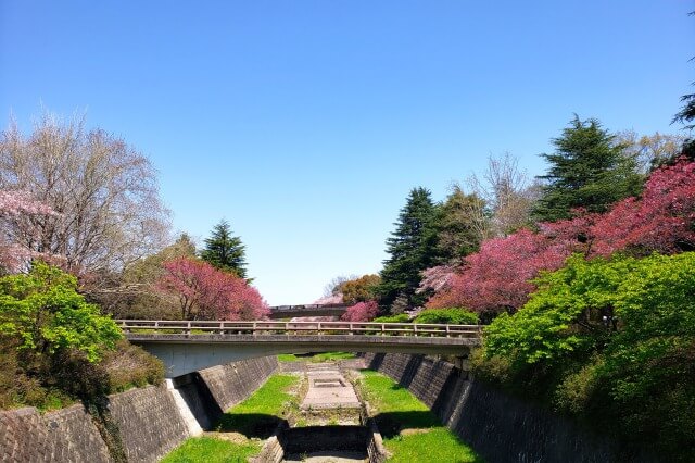 昭和記念公園の桜(花見)スポット｜サイクリングロード