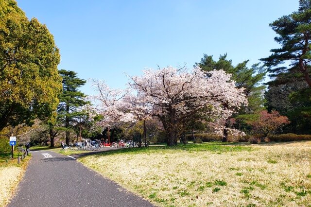 昭和記念公園の桜(花見)スポット｜サイクリングロード