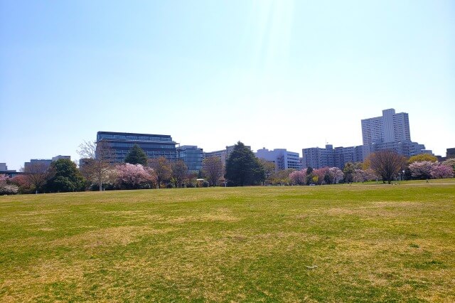 昭和記念公園の桜(花見)スポット｜みどりの文化ゾーン