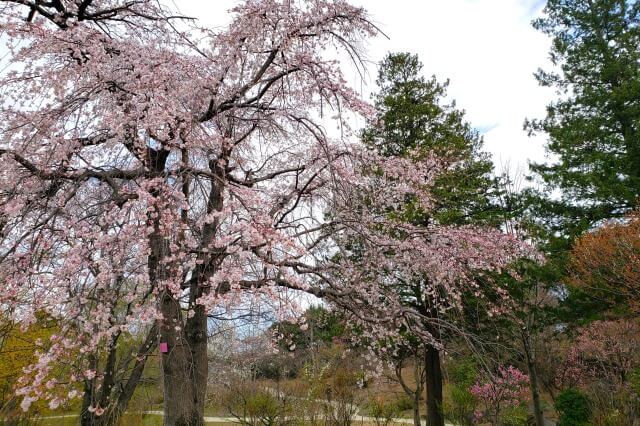 昭和記念公園の桜(花見)スポット｜こもれびの池