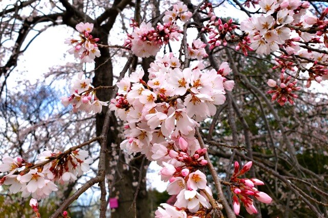 昭和記念公園糸桜(イトザクラ)