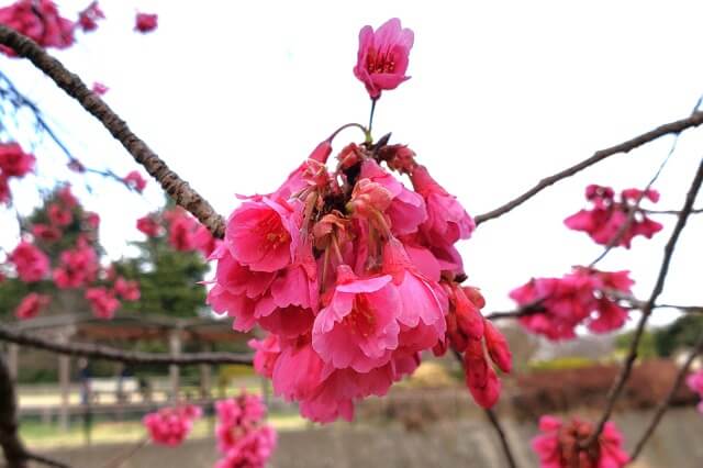 昭和記念公園｜寒緋桜(カンヒザクラ)