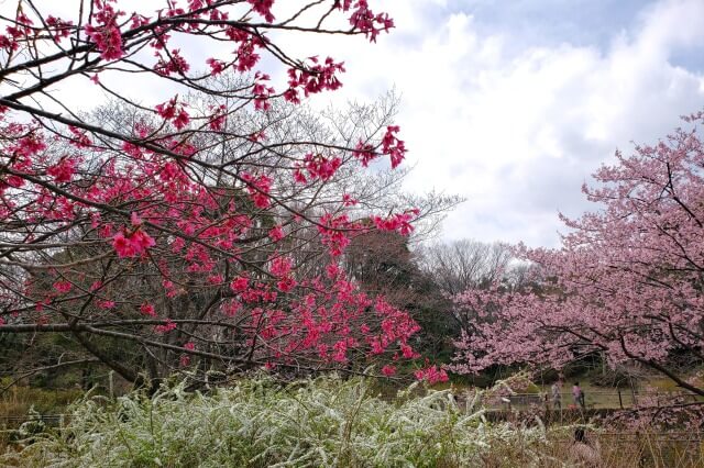 昭和記念公園｜寒緋桜(カンヒザクラ)