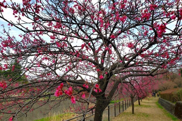 昭和記念公園｜寒緋桜(カンヒザクラ)