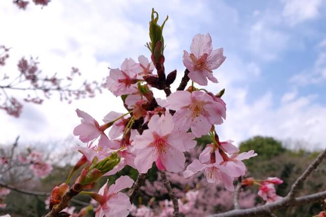 昭和記念公園｜修善寺寒桜(シュゼンジカンザクラ)