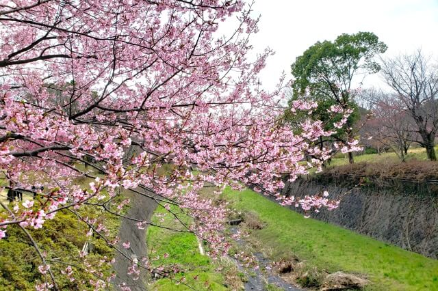 昭和記念公園｜修善寺寒桜(シュゼンジカンザクラ)