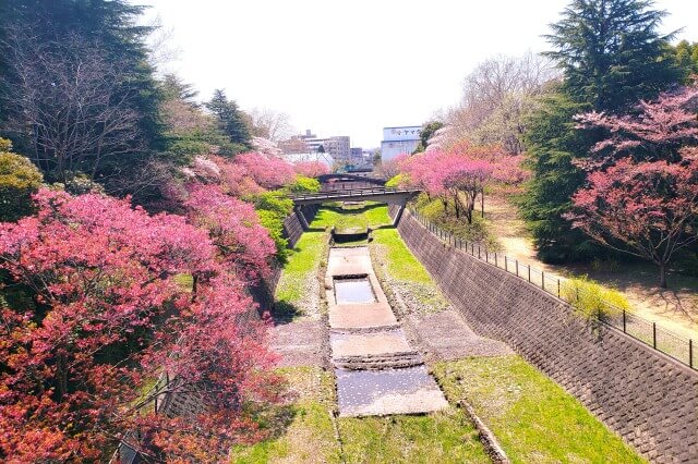 昭和記念公園｜陽光(ヨウコウ)