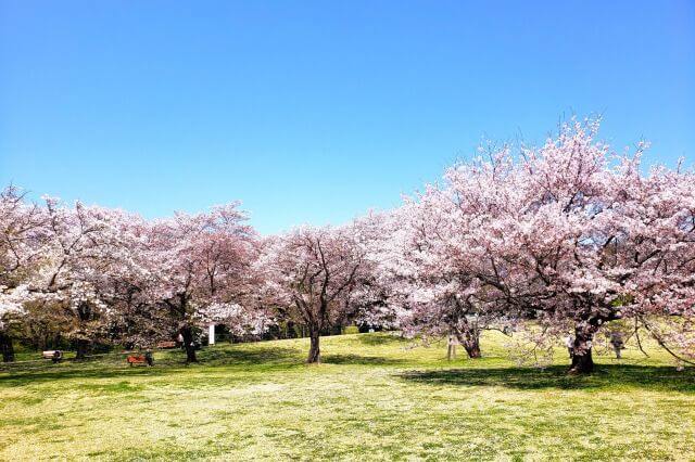 昭和記念公園｜染井吉野(ソメイヨシノ)