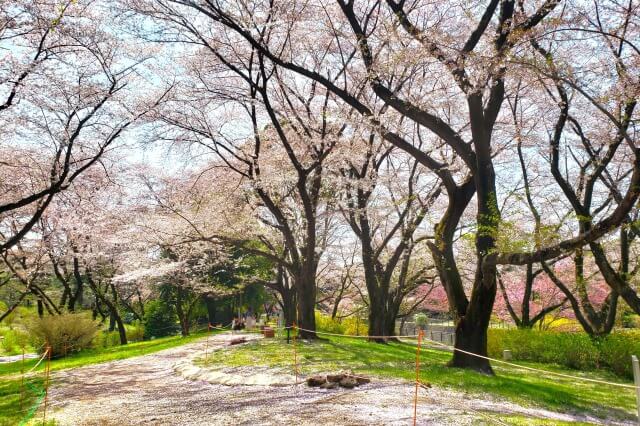 昭和記念公園｜染井吉野(ソメイヨシノ)