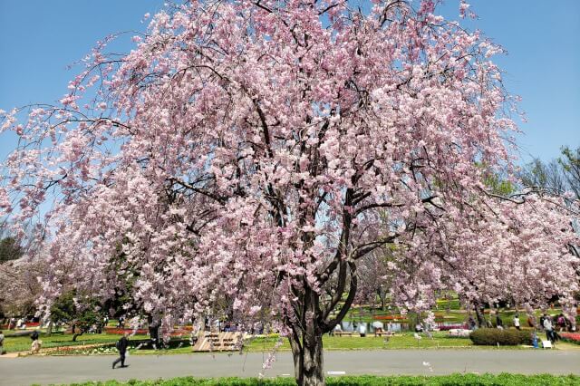 昭和記念公園｜枝垂桜(シダレザクラ)