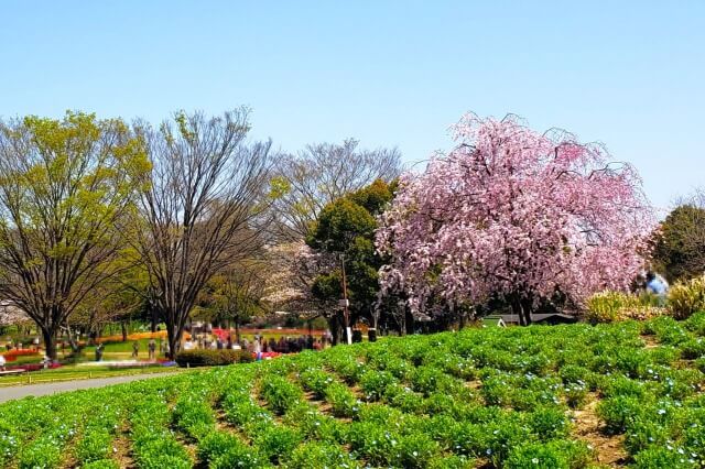 昭和記念公園｜枝垂桜(シダレザクラ)