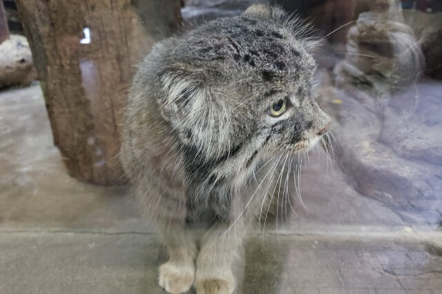 上野動物園の小獣館のマヌルネコ