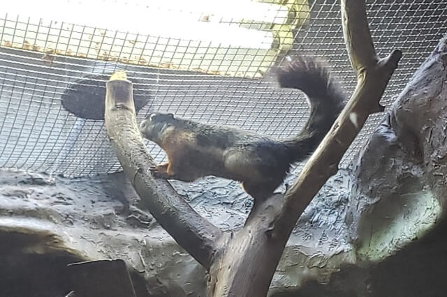 上野動物園の小獣館のミケリス