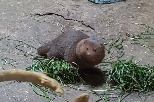 上野動物園の小獣館のコビトマングース