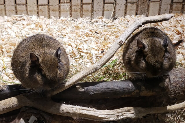 上野動物園の小獣館のデグー