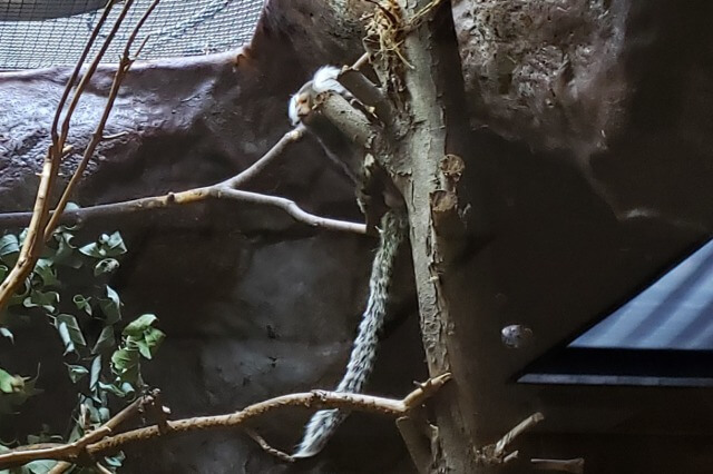 上野動物園の小獣館のコモンマーモセット