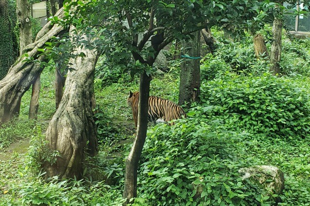 上野動物園のトラ