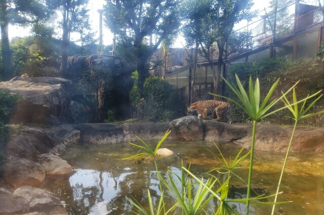 上野動物園のトラの様子｜トラの住む森のスマトラトラ