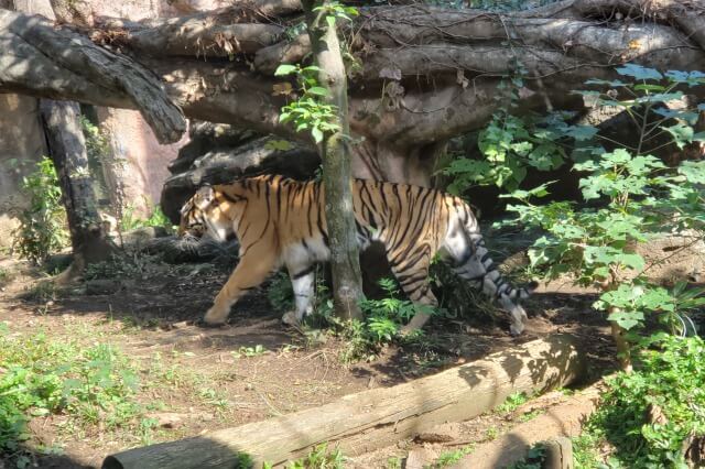 上野動物園のトラの様子｜トラの住む森のスマトラトラ