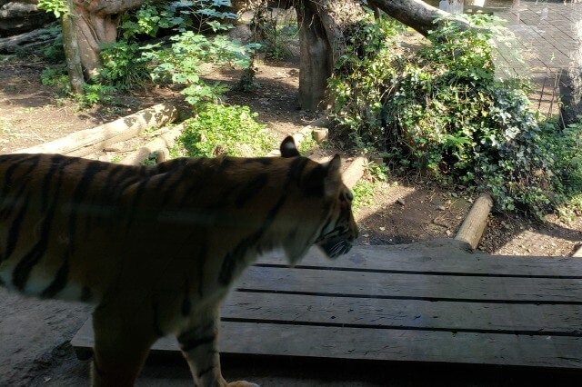 上野動物園のトラの様子｜トラの住む森のスマトラトラ