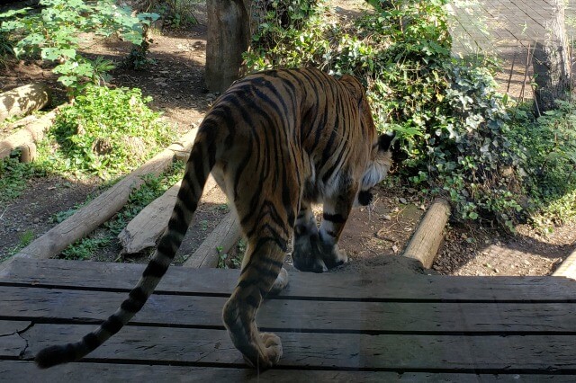 上野動物園のトラの様子｜トラの住む森のスマトラトラ