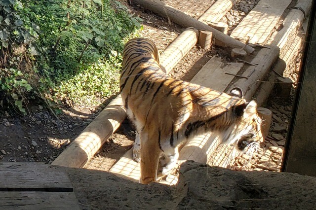 上野動物園のトラの様子｜トラの住む森のスマトラトラ