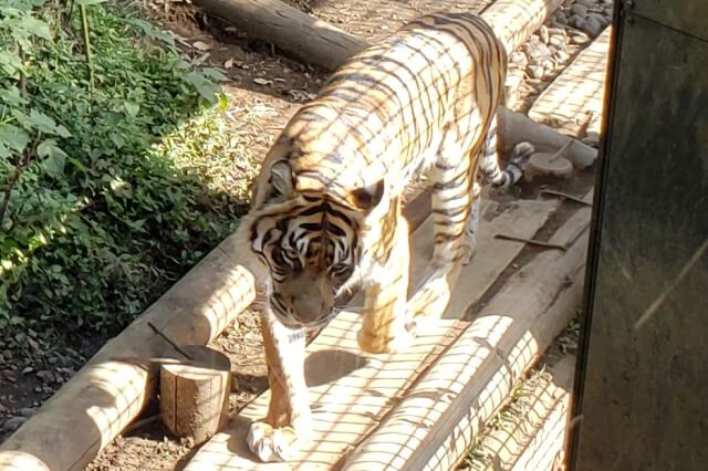 上野動物園のトラの様子｜トラの住む森のスマトラトラ