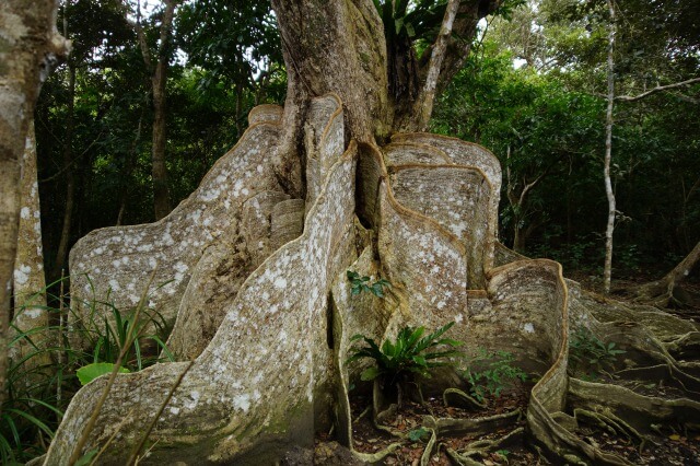 西表島のサキシマスオウノキ