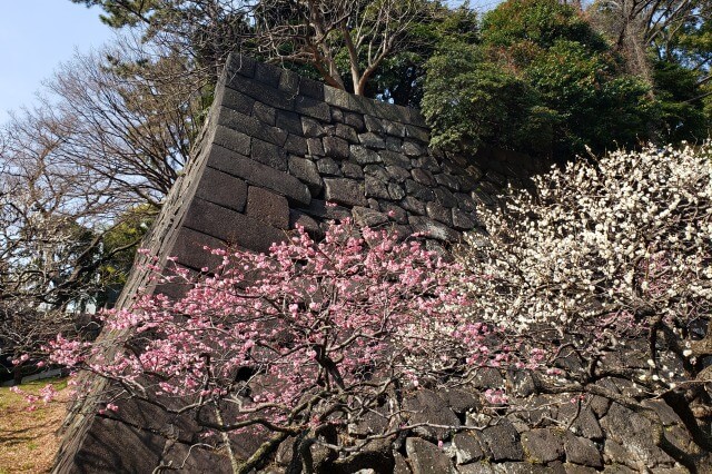 皇居東御苑の梅の見頃と見どころ