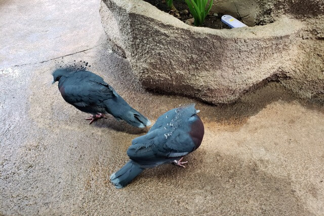 那須どうぶつ王国の熱帯の森｜オウギバト