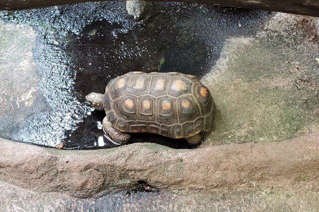 那須どうぶつ王国の熱帯の森｜アカアシガメ