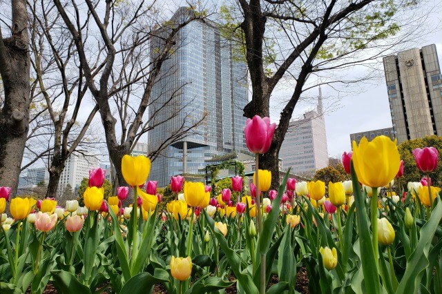 日比谷公園のチューリップの見どころ