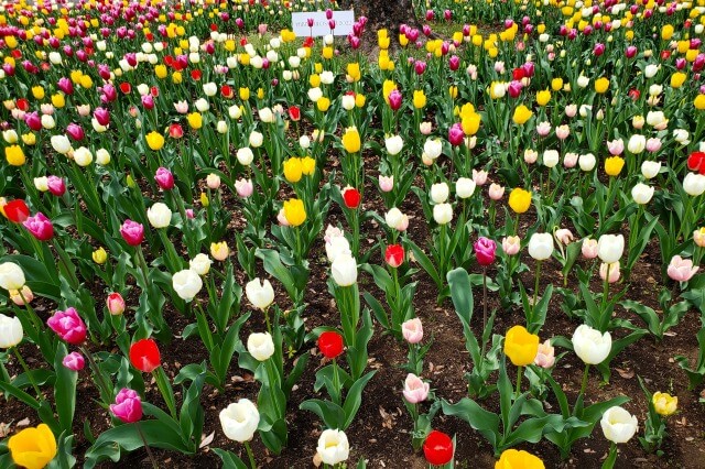 日比谷公園のチューリップの見どころ