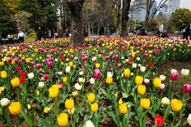 日比谷公園のチューリップの見どころ