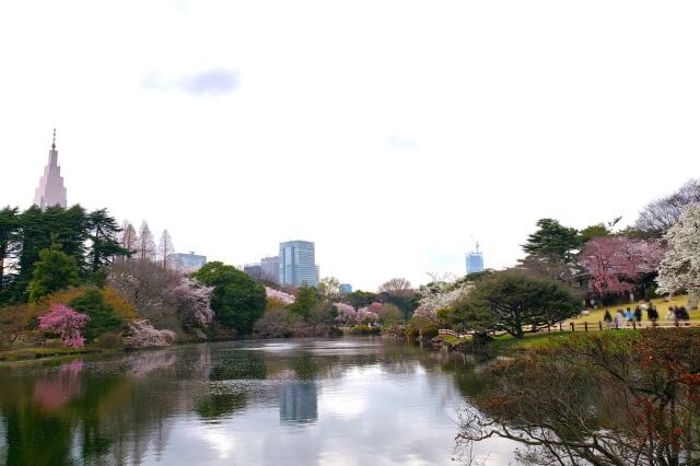 新宿御苑の桜の種類(品種)や本数