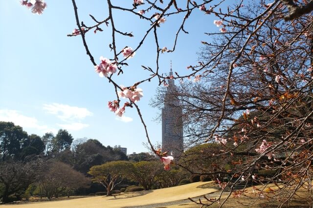 寒桜(カンザクラ)｜日本庭園やレストハウス周辺など