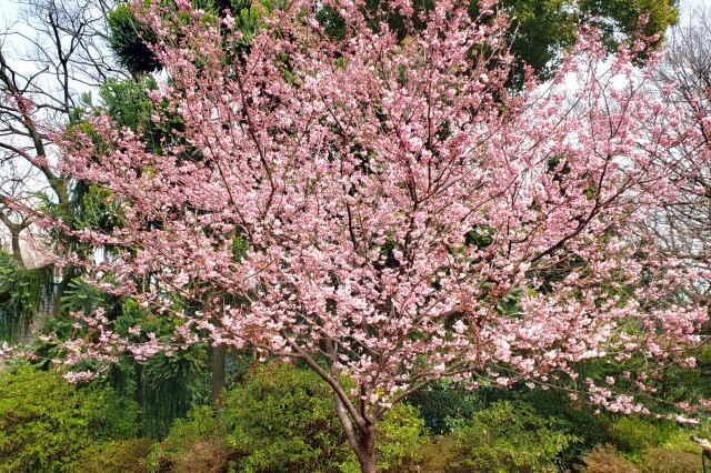 椿寒桜(ツバキカンザクラ)｜管理事務所周辺など