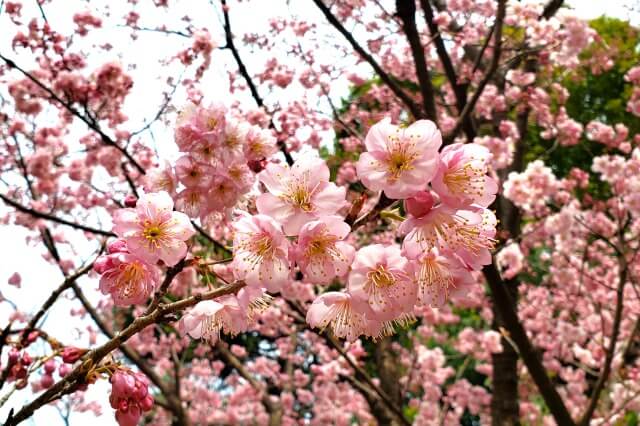 椿寒桜(ツバキカンザクラ)｜管理事務所周辺など