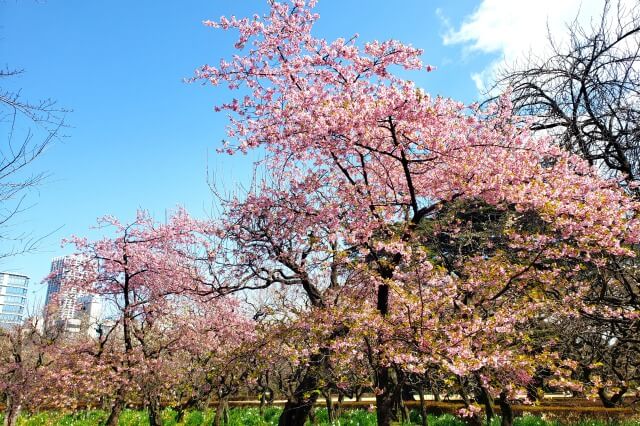 河津桜(カワヅザクラ)｜レストランゆりのき前など