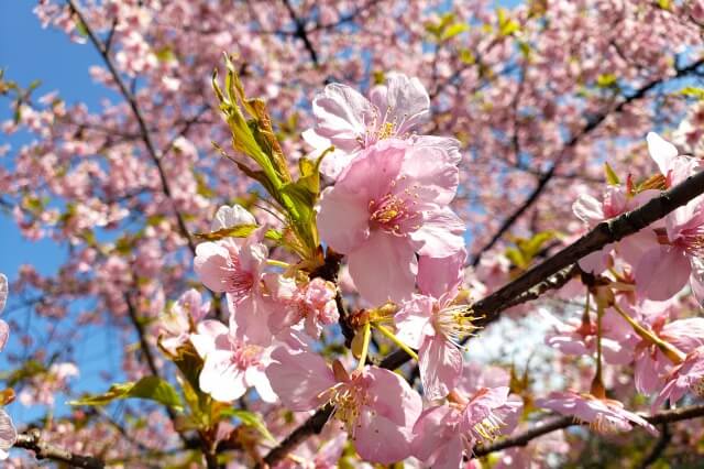 河津桜(カワヅザクラ)｜レストランゆりのき前など