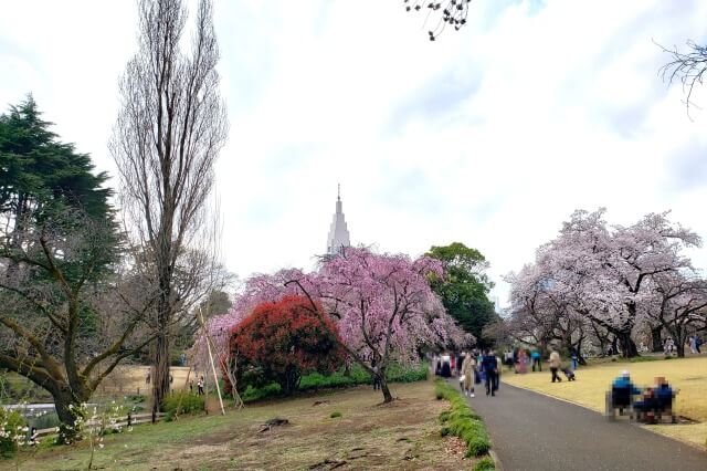 枝垂桜(シダレザクラ)｜下の池周辺など