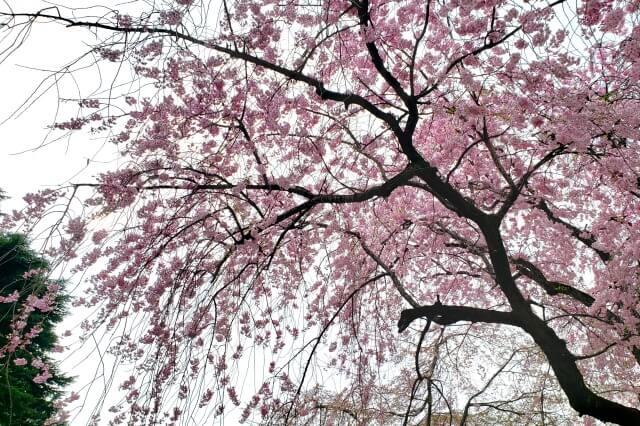 枝垂桜(シダレザクラ)｜下の池周辺など