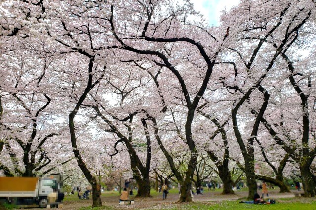 染井吉野(ソメイヨシノ)｜桜園地など園内各所