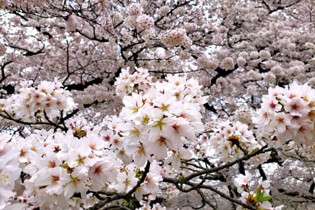 染井吉野(ソメイヨシノ)｜桜園地など園内各所